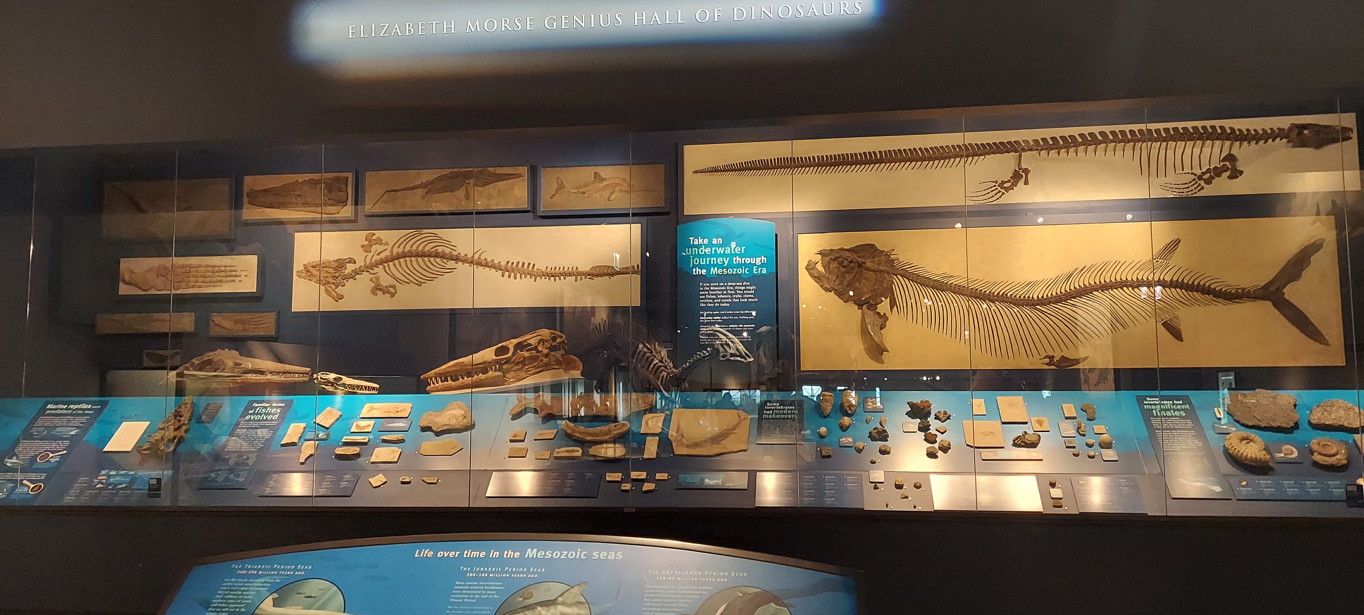 pictur of fossil fish